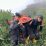 Seluruh Pendaki Gunung Marapi Yang Terdata Ditemukan