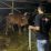 Tim Resmob Satreskrim Polres Boyolali Tangkap Pelaku Penggelonggongan Sapi di Ampel, Satu pelaku diamankan
