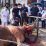 Polda Jabar Sumbangkan 77 Ekor Sapi dan 35 Ekor Kambing untuk Qurban