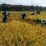 Babinsa Membaur Dengan Petani Saat Panen Padi