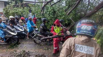 Pekalongan Diterjang Angin Kencang, Polisi dan Tim Gabungan Gercep Evakuasi Pohon Tumbang di Beberapa Kecamatan