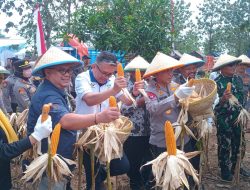 Presiden Prabowo Subianto Pimpin Panen Raya Jagung Serentak Dan Resmikan Fasilitas Ketahanan Pangan Polri Di Indramayu* 12 IMG 20260516 WA0041