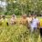 Petani Sudimampir Bersyukur Sambut Panen Perdana Musim Tanam Ke-2 Melimpah dan Membawa Keberkahan