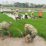 Babinsa Tangen Tak Canggung Turun ke Sawah, Bantu Petani Cabut Bibit Padi demi Kejar Musim Tanam.
